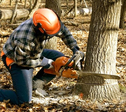 Tree Removal in Mcgraw, NY